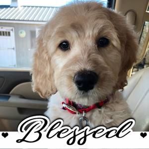 Meet your Posher, Teresa